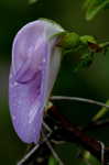 Butterflypea